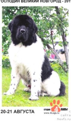 Фото: ньюфаундленд Rosa Mollis Baby Scratch My Back