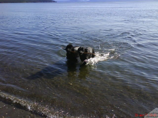 Фото: ньюфаундленд Sent Djons Harebell (Сент Джонс Харебелл)