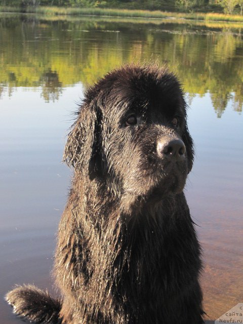 Фото: ньюфаундленд Ai Love Rich (Ай Лав Рич)