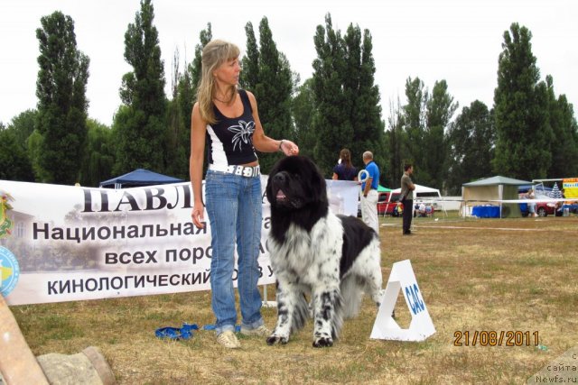 Фото: ньюфаундленд Plyushevaya Panda Stil'-Sankt-Peterburga (Плюшевая Панда Стиль-Санкт-Петербурга)