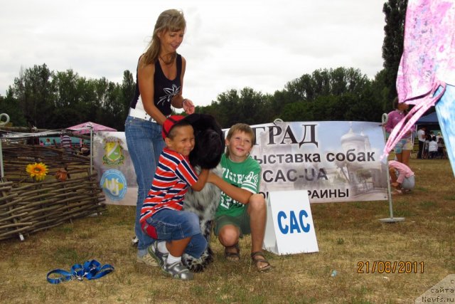 Фото: ньюфаундленд Plyushevaya Panda Stil'-Sankt-Peterburga (Плюшевая Панда Стиль-Санкт-Петербурга)