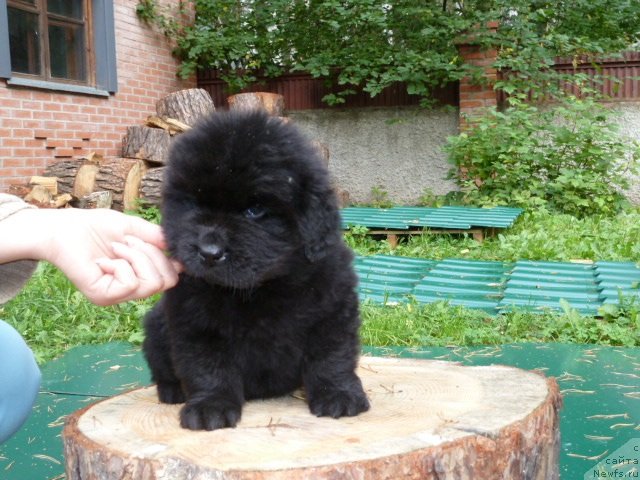 Фото: ньюфаундленд Super Premium  Insbruk (Супер Премиум  Инсбрук)