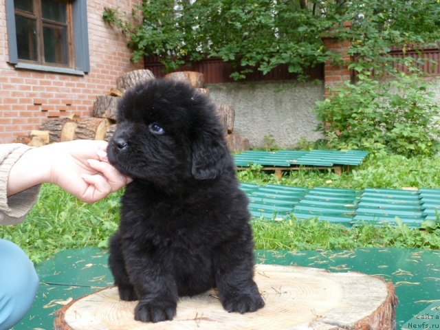 Фото: ньюфаундленд Super Premium  Insbruk (Супер Премиум  Инсбрук)