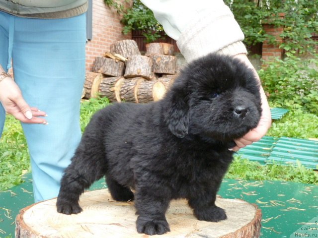 Фото: ньюфаундленд Super Premium  Insbruk (Супер Премиум  Инсбрук)