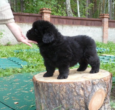 Фото: ньюфаундленд Super Premium  Insbruk (Супер Премиум  Инсбрук)