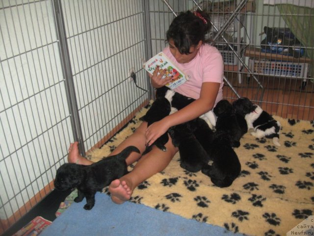 Фото: ньюфаундленд Pitern'yuf Jivanshi (Питерньюф Живанши)