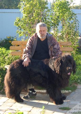 Фото: ньюфаундленд Sent Djons Orfey (Сент Джонс Орфей)