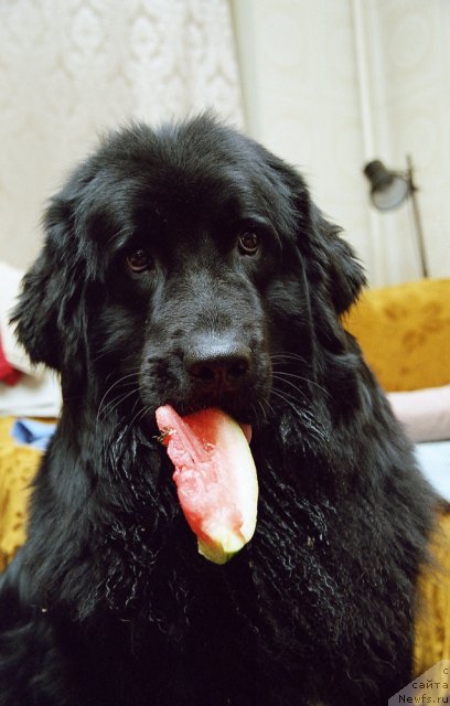 Фото: ньюфаундленд Vojdi Atlantidyi Gabbi (Вожди Атлантиды Габби)