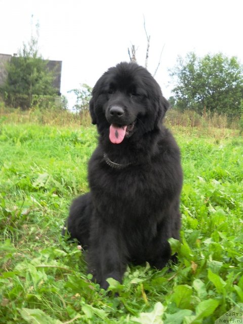 Фото: ньюфаундленд Fann'yuf Al'felina Bledans (Фанньюф Альфелина Бледанс)
