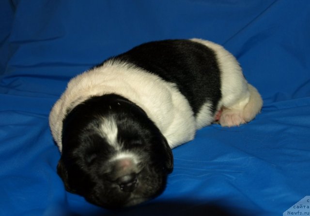 Фото: ньюфаундленд Fiamettahauz  Orhideya Lyubvi (Фиаметтахауз  Орхидея Любви)