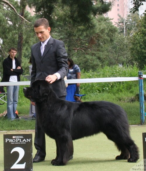 Фото: ньюфаундленд Akvatoriya Kelvin Kuindji (Акватория Келвин Куинджи)