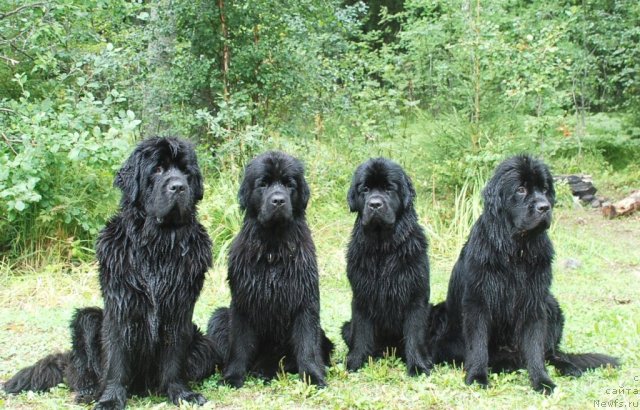 Фото: ньюфаундленд Talula Bell (Талула Белл), ньюфаундленд Tselogo Mira Malo iz Arkaima (Целого Мира Мало из Аркаима), ньюфаундленд Tsentr Mirozdaniya iz Arkaima (Центр Мироздания из Аркаима), ньюфаундленд Tsinnamon Bel' Fra Sharmel iz Arkaima (Циннамон БельФра Шармэль из Аркаима)