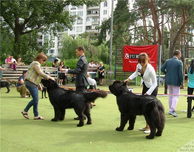 Фото: ньюфаундленд Akvatoriya Kelvin Kuindji (Акватория Келвин Куинджи)