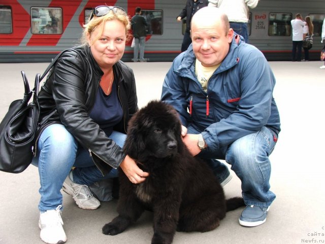 Фото: ньюфаундленд Plushevaya Panda Ustinja Savelevna (Плюшевая Панда Устинья Савельевна)