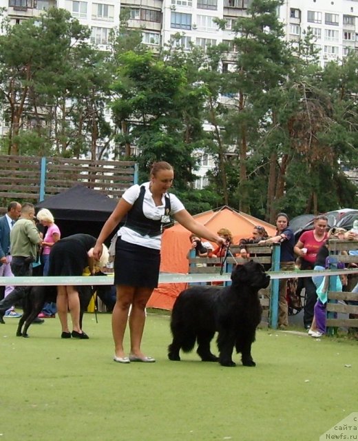 Фото: ньюфаундленд Charivna Cherepashka Bolshoj Malysh (Чаривна Черепашка Большой Малыш)