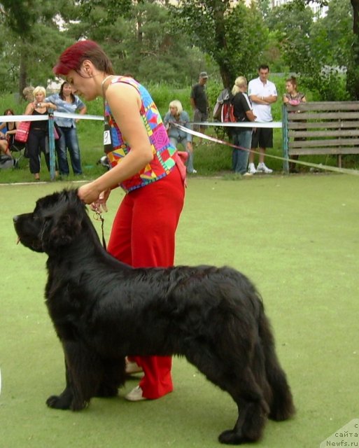 Фото: ньюфаундленд Chinara Bolshoj Malysh (Чинара Большой Малыш)