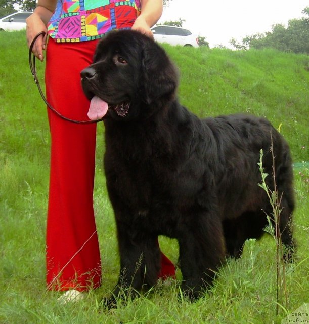 Фото: ньюфаундленд Chinara Bolshoj Malysh (Чинара Большой Малыш)