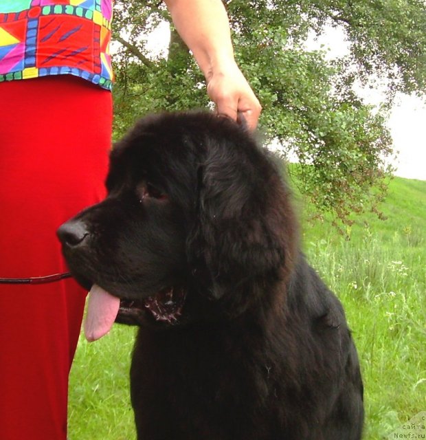 Фото: ньюфаундленд Chinara Bolshoj Malysh (Чинара Большой Малыш)