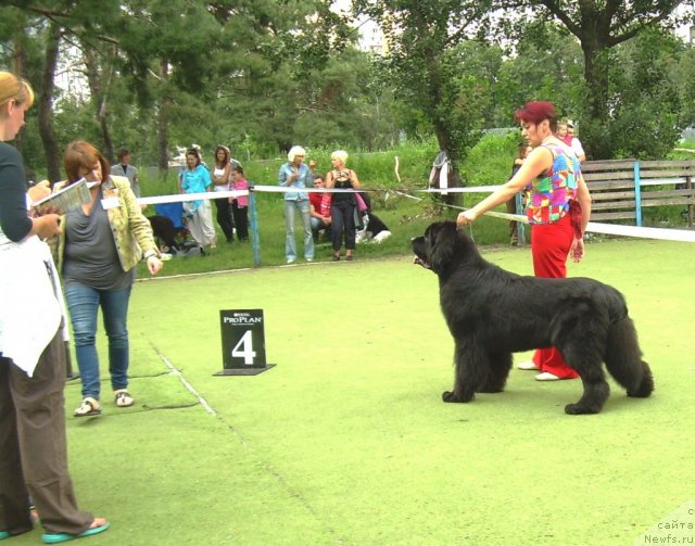 Фото: ньюфаундленд Bigbrother iz Volotova