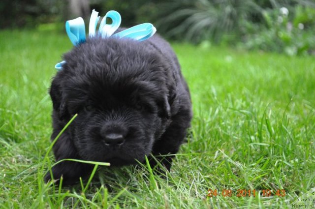 Фото: Papy Black Pretender Kazko Slupski and, ньюфаундленд Zvezda Rostova s Berega Dona (Звезда Ростова с Берега Дона)