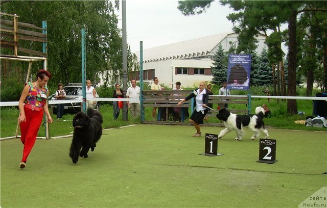 Фото: ньюфаундленд Bigbrother iz Volotova