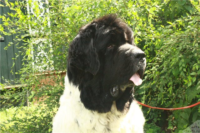 Фото: ньюфаундленд Super Bizon Baton (Супер Бизон Батон)