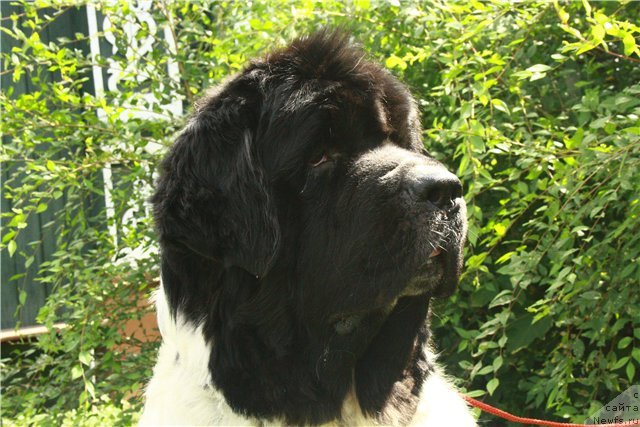 Фото: ньюфаундленд Super Bizon Baton (Супер Бизон Батон)