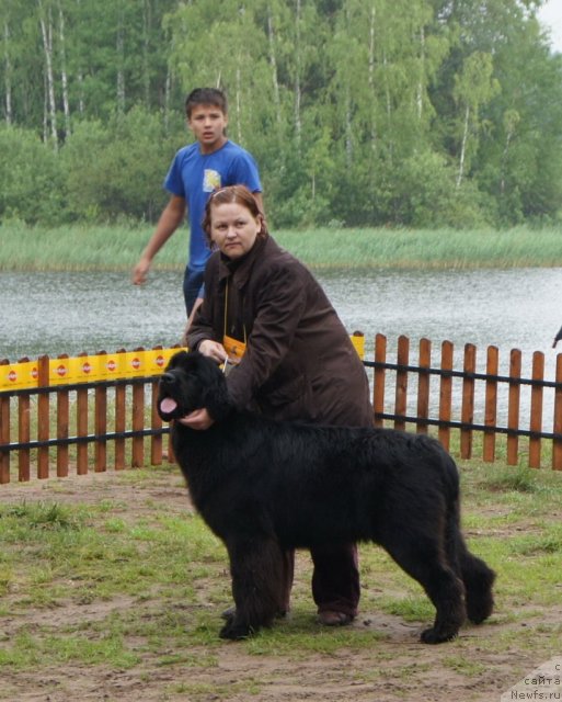 Фото: ньюфаундленд Aquatoriya Kelvin Out of The Blue (Акватория Келвин Оут оф зе Блю)