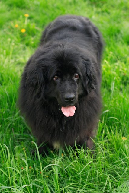 Фото: ньюфаундленд Vojdi Atlantidyi Gabbi (Вожди Атлантиды Габби)