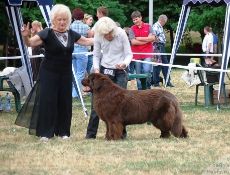 Фото: ньюфаундленд Oktjabrina s Berega Dona (Октябрина с Берега Дона)