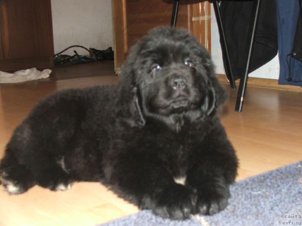 Фото: ньюфаундленд Plyushevaya Panda Ivanushka (Плюшевая Панда Иванушка)