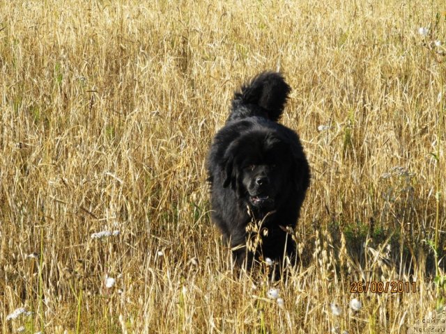 Фото: ньюфаундленд Ih Vyisochestvo Vladlena Madjiks (Их Высочество Владлена Маджикс)