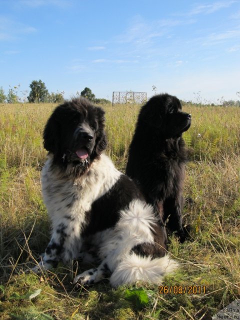 Фото: ньюфаундленд Ih Vyisochestvo Vladlena Madjiks (Их Высочество Владлена Маджикс), ньюфаундленд Super Bizon Ekaterinburg (Супер Бизон Екатеринбург)