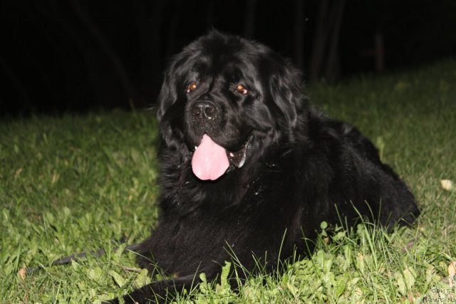 Фото: ньюфаундленд Ekselent Stil  iz Medvej'ego YAra (Екселент Стил  из Медвежьего Яра)