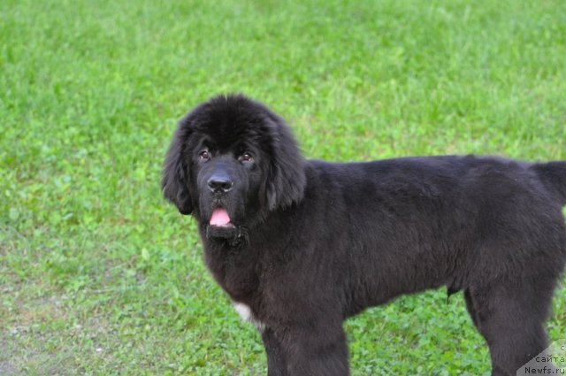 Фото: ньюфаундленд Beguschaya po Volnam Zurbagan (Бегущая по Волнам Зурбаган)