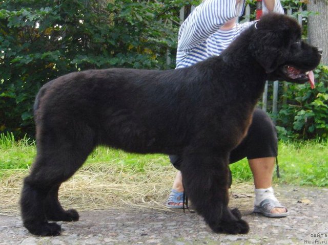 Фото: ньюфаундленд Beguschaya po Volnam Dancing Queen (Бегущая по Волнам Дансинг Квин)