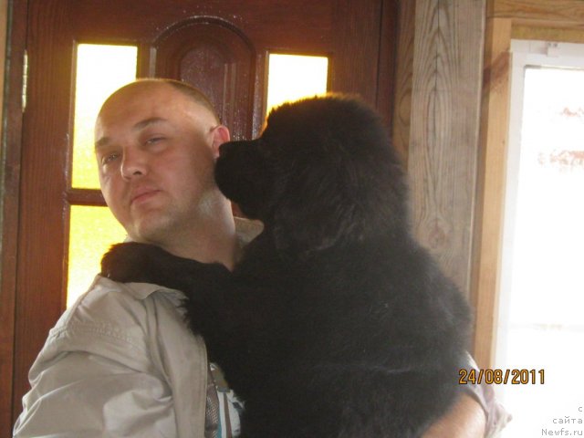 Фото: Andrey Baranovskiy (Андрей Барановский), ньюфаундленд Sent Djons CHelenjer (Сент Джонс Челенжер)