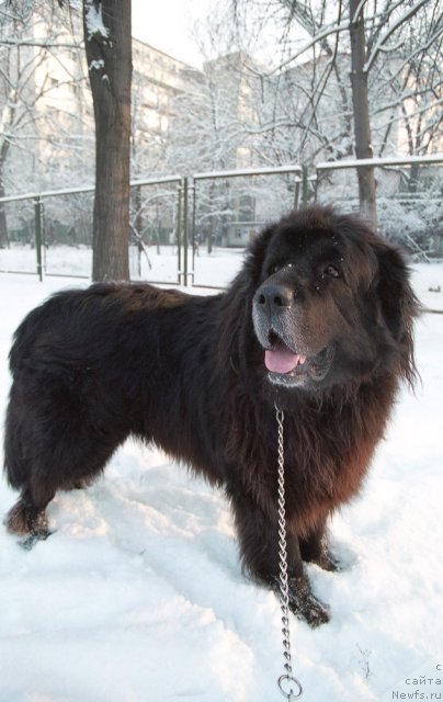 Фото: ньюфаундленд Miron (Мирон)