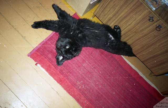 Фото: ньюфаундленд Miron (Мирон)