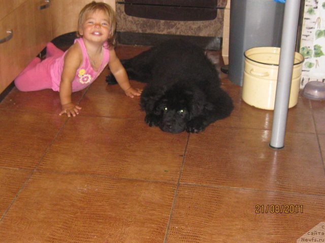 Фото: ньюфаундленд Sent Djons CHelenjer (Сент Джонс Челенжер), Елизавета Андреевна!