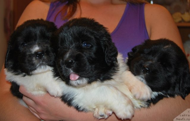 Фото: ньюфаундленд CHedder Ford ot Sibirskogo Medvedya (Чеддер Форд от Сибирского Медведя), ньюфаундленд CHinzano Asti ot Sibirskogo Medvedya (Чинзано Асти от Сибирского Медведя), ньюфаундленд CHudesnyiy Dar ot Sibirskogo Medvedya (Чудесный Дар от Сибирского Медведя)