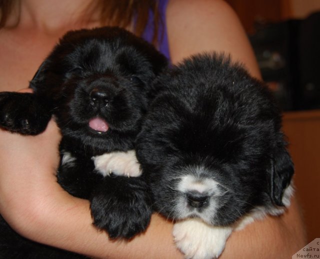 Фото: ньюфаундленд CHernaya Jemchujina ot Sibirskogo Medvedya (Черная Жемчужина от Сибирского Медведя), ньюфаундленд CHuvstvo Stilya ot Sibirskogo Medvedya (Чувство Стиля от Сибирского Медведя)