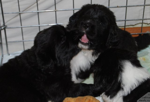 Фото: ньюфаундленд CHernaya Jemchujina ot Sibirskogo Medvedya (Черная Жемчужина от Сибирского Медведя)