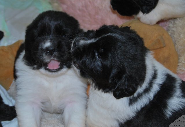 Фото: ньюфаундленд CHaruyuschaya Vzglyadom ot Sibirskogo Medvedya (Чарующая Взглядом от Сибирского Медведя), ньюфаундленд CHinzano Asti ot Sibirskogo Medvedya (Чинзано Асти от Сибирского Медведя)