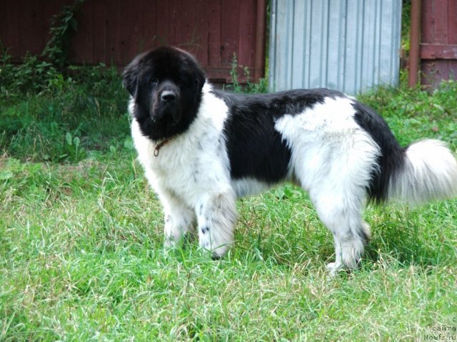Фото: ньюфаундленд Rosa Mollis Baby Scratch My Back