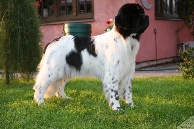 Фото: ньюфаундленд Akvian Song Zero Graviti (Аквиан Сонг Зеро Гравити)