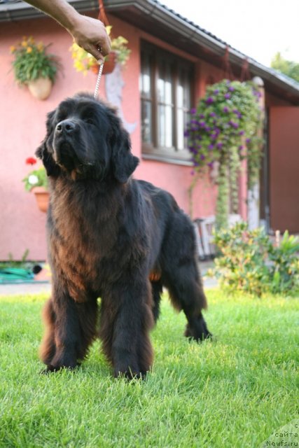 Фото: ньюфаундленд Sent Djons Handsel for Me (Сент Джонс Хендсел фо Ми)