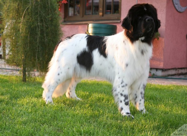 Фото: ньюфаундленд Akvian Song Zero Graviti (Аквиан Сонг Зеро Гравити)