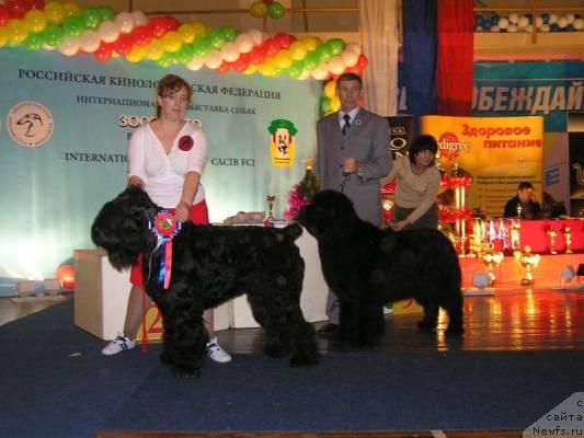 Фото: ньюфаундленд Ego Vysochestvo ot Sibirskogo Medvedja (Его Высочество от Сибирского Медведя), YUriy Rahtienko (Юрий Рахтиенко)