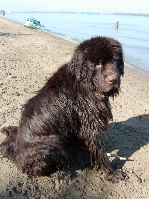 Фото: ньюфаундленд Zvezdnaya Toskana Lesnaya Raskrasavica (Звездная Тоскана Лесная Раскрасавица)